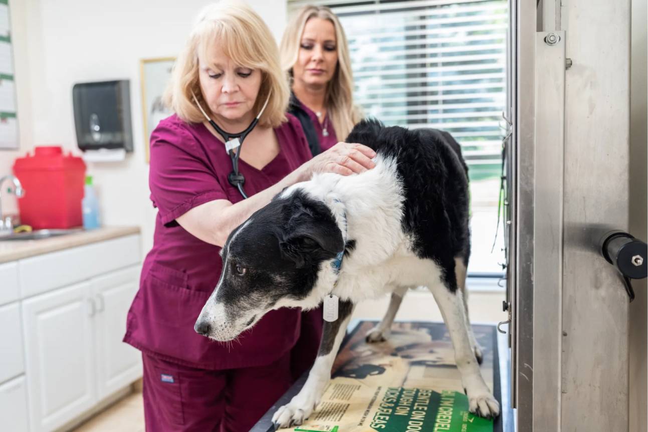 A person and a dog in a vet clinic