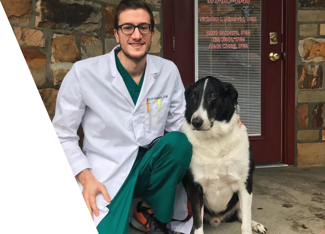 veterinarian with a dog