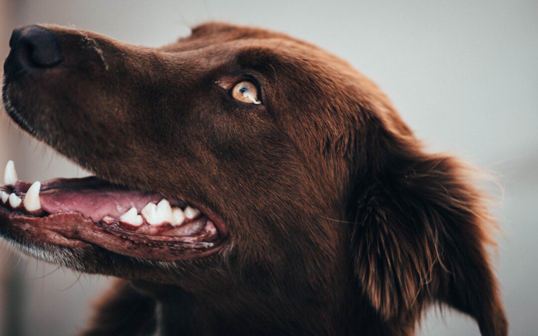 Beyond the Bark: Navigating the Landscape of Canine Dental Care
